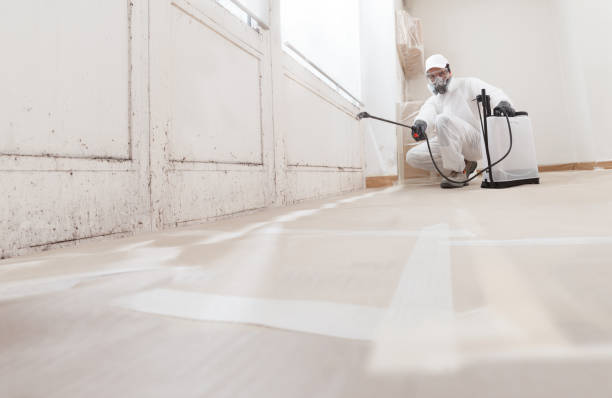 Black mold remediation team in Greenbush